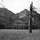 Dead Pine and Yosemite Falls